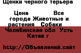 Щенки черного терьера › Цена ­ 35 000 - Все города Животные и растения » Собаки   . Челябинская обл.,Усть-Катав г.